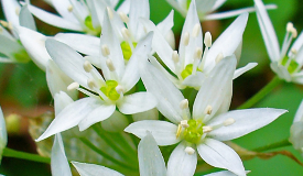 Allium ursinum